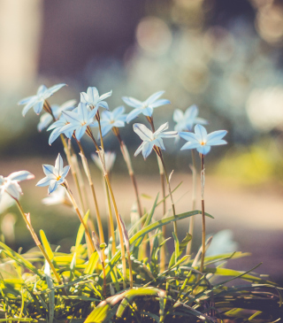 Blue Flowers sfondi gratuiti per iPhone 6