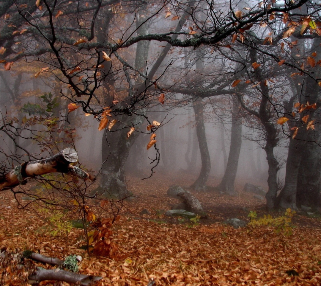 Обои Trees In Autumn 1080x960