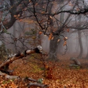 Fondo de pantalla Trees In Autumn 128x128