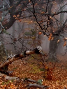 Trees In Autumn screenshot #1 132x176