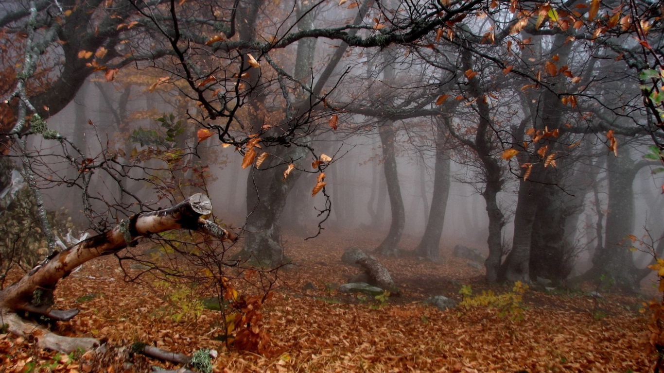 Sfondi Trees In Autumn 1366x768