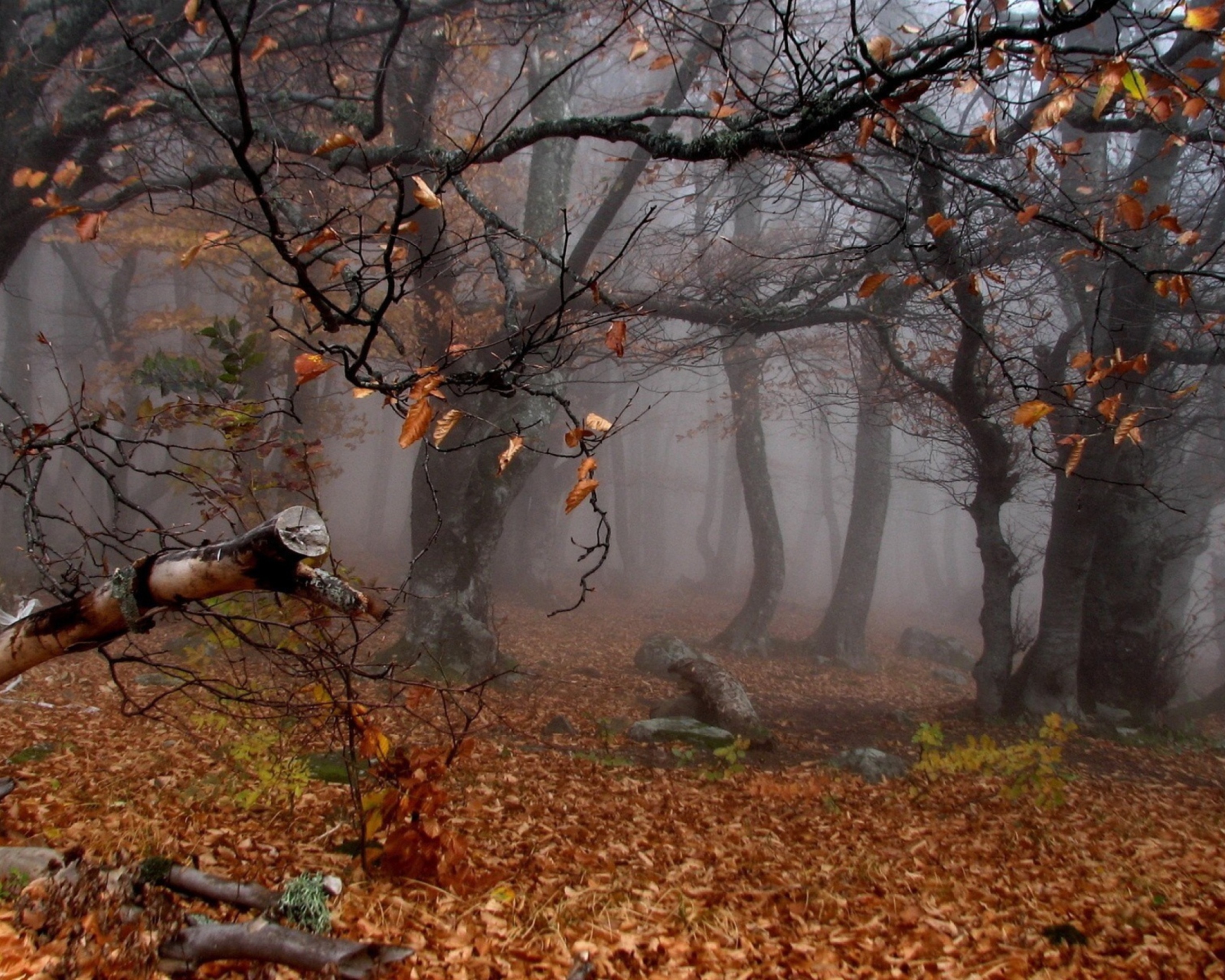 Trees In Autumn wallpaper 1600x1280