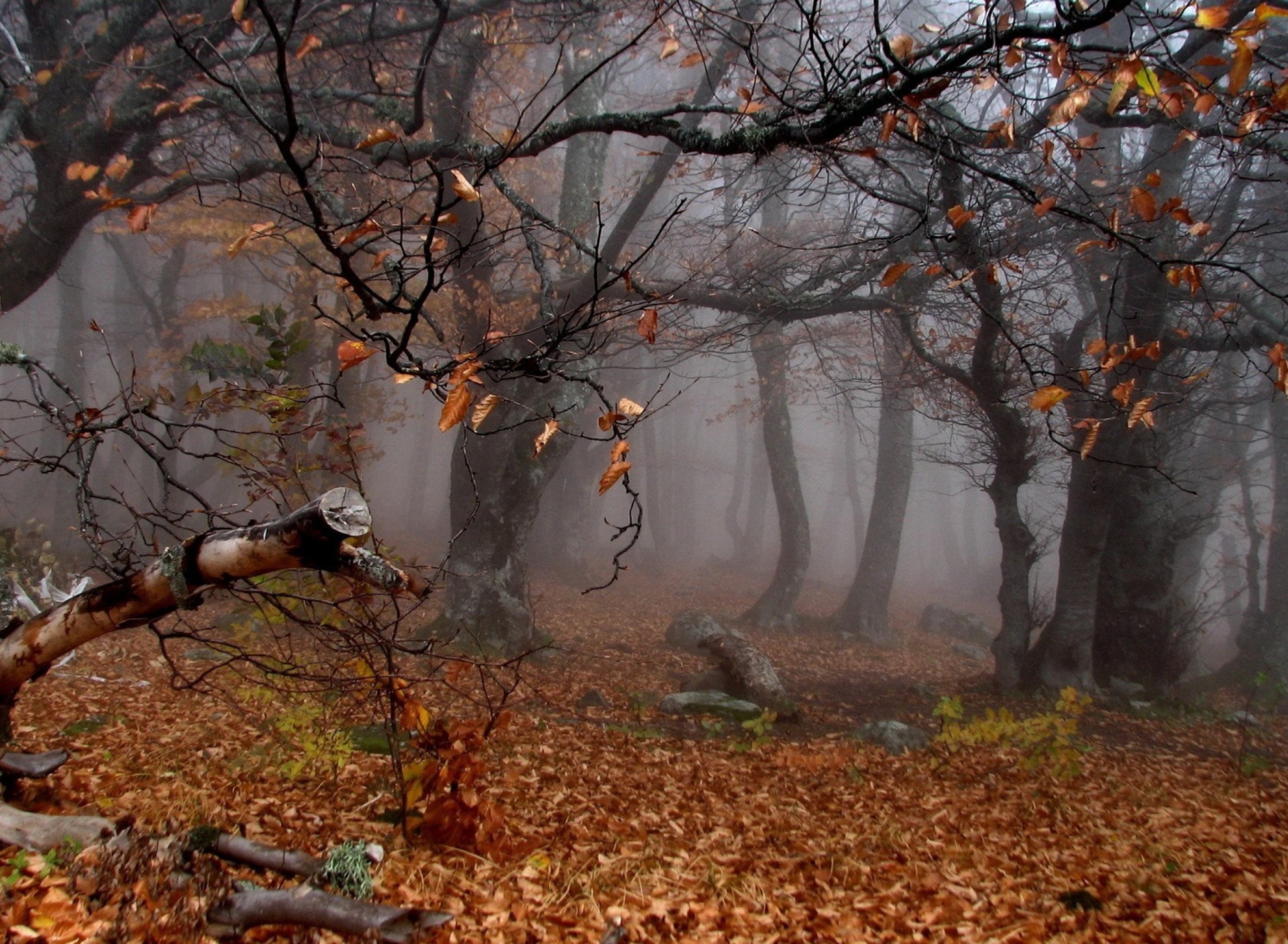 Trees In Autumn screenshot #1 1920x1408