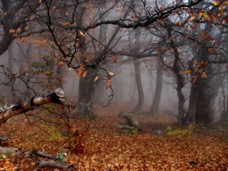 Sfondi Trees In Autumn 320x240