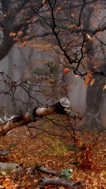 Trees In Autumn wallpaper 360x640