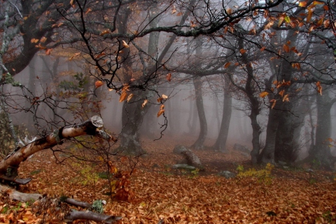 Das Trees In Autumn Wallpaper 480x320