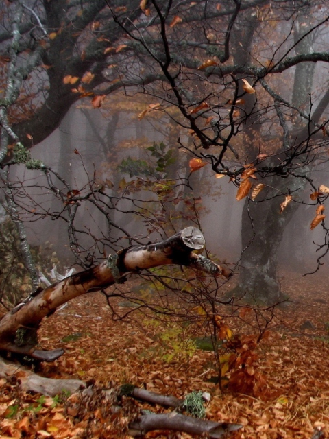 Screenshot №1 pro téma Trees In Autumn 480x640