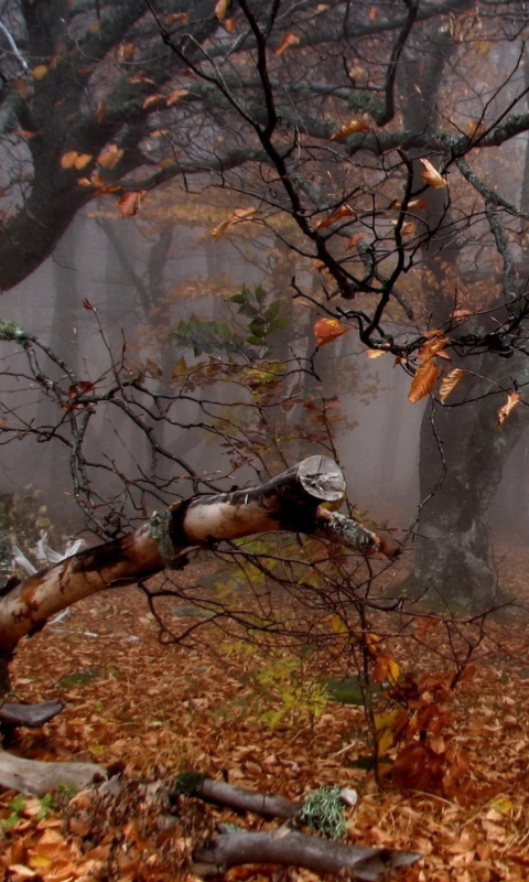 Sfondi Trees In Autumn 480x800