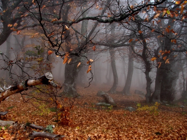 Обои Trees In Autumn 640x480