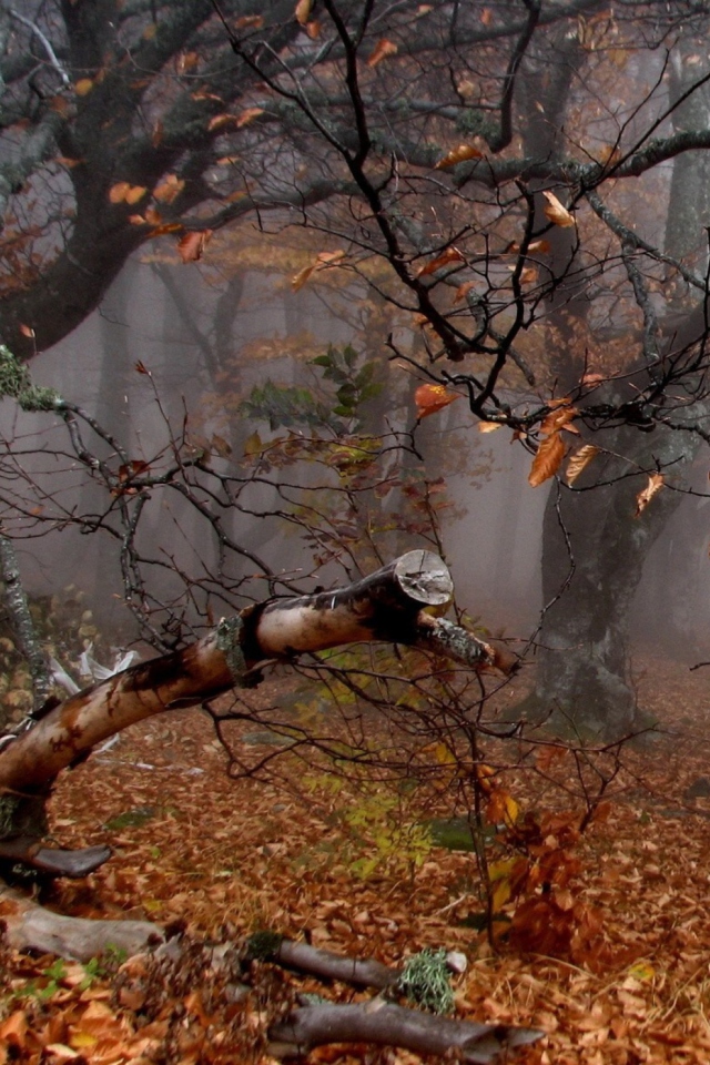 Обои Trees In Autumn 640x960