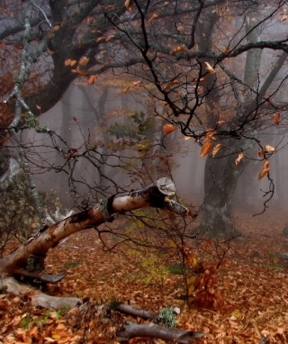Trees In Autumn sfondi gratuiti per iPhone 4S