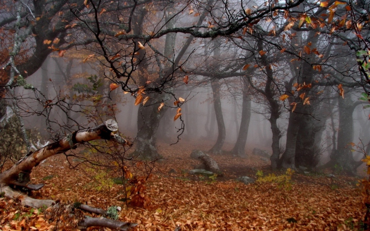Trees In Autumn screenshot #1