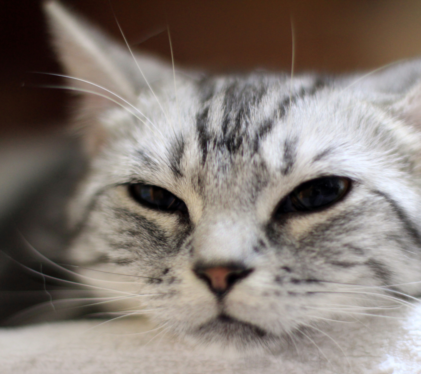 Das Cute Cat's Nose Wallpaper 1440x1280