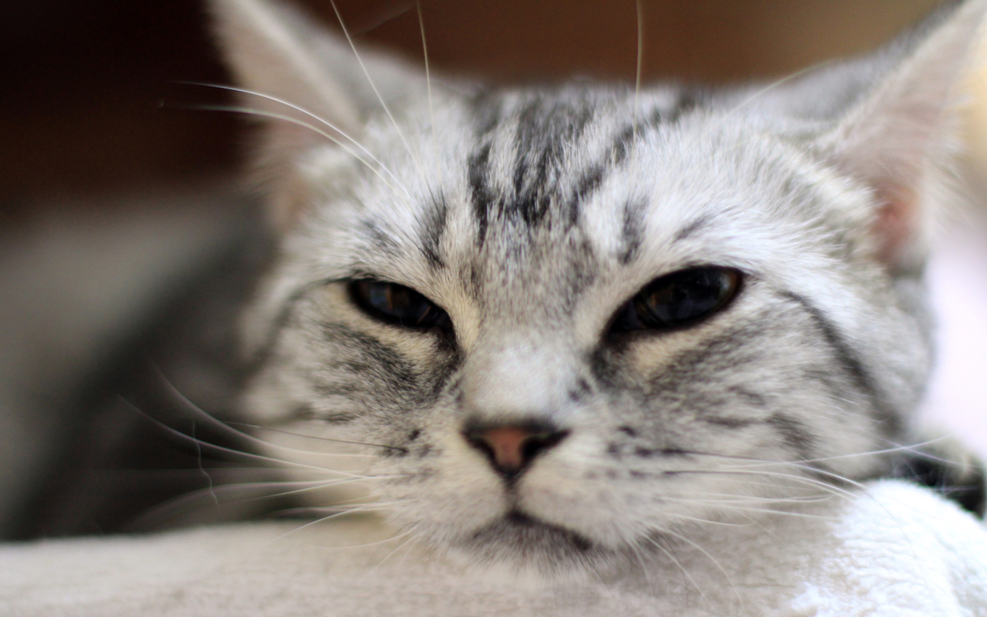 Fondo de pantalla Cute Cat's Nose 1440x900