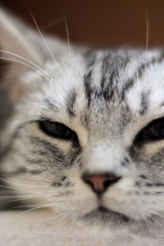 Fondo de pantalla Cute Cat's Nose 320x480
