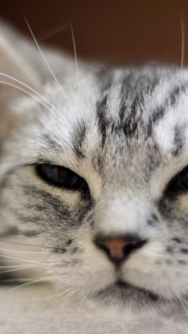 Screenshot №1 pro téma Cute Cat's Nose 640x1136