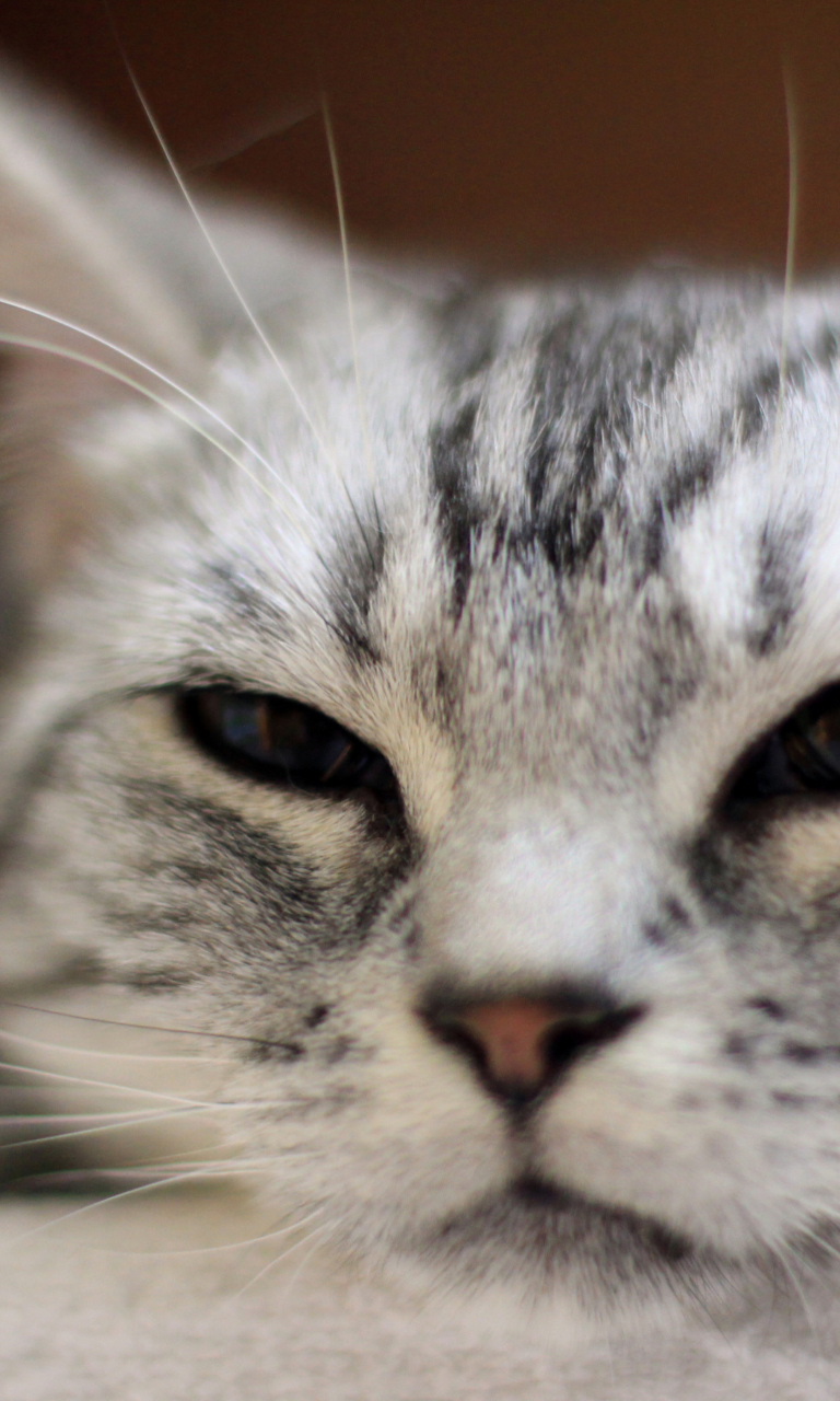 Fondo de pantalla Cute Cat's Nose 768x1280