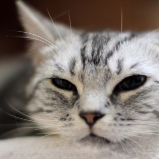 Cute Cat's Nose - Fondos de pantalla gratis para iPad Air