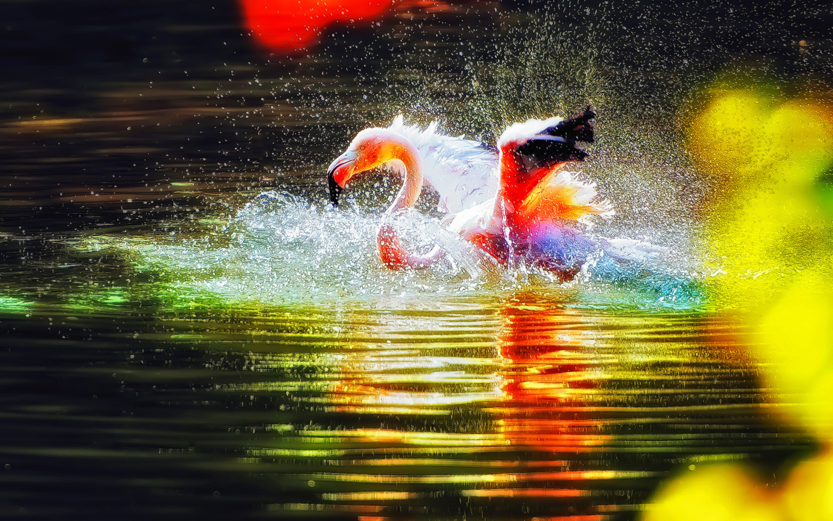 Sfondi Flamingo Splash 1680x1050