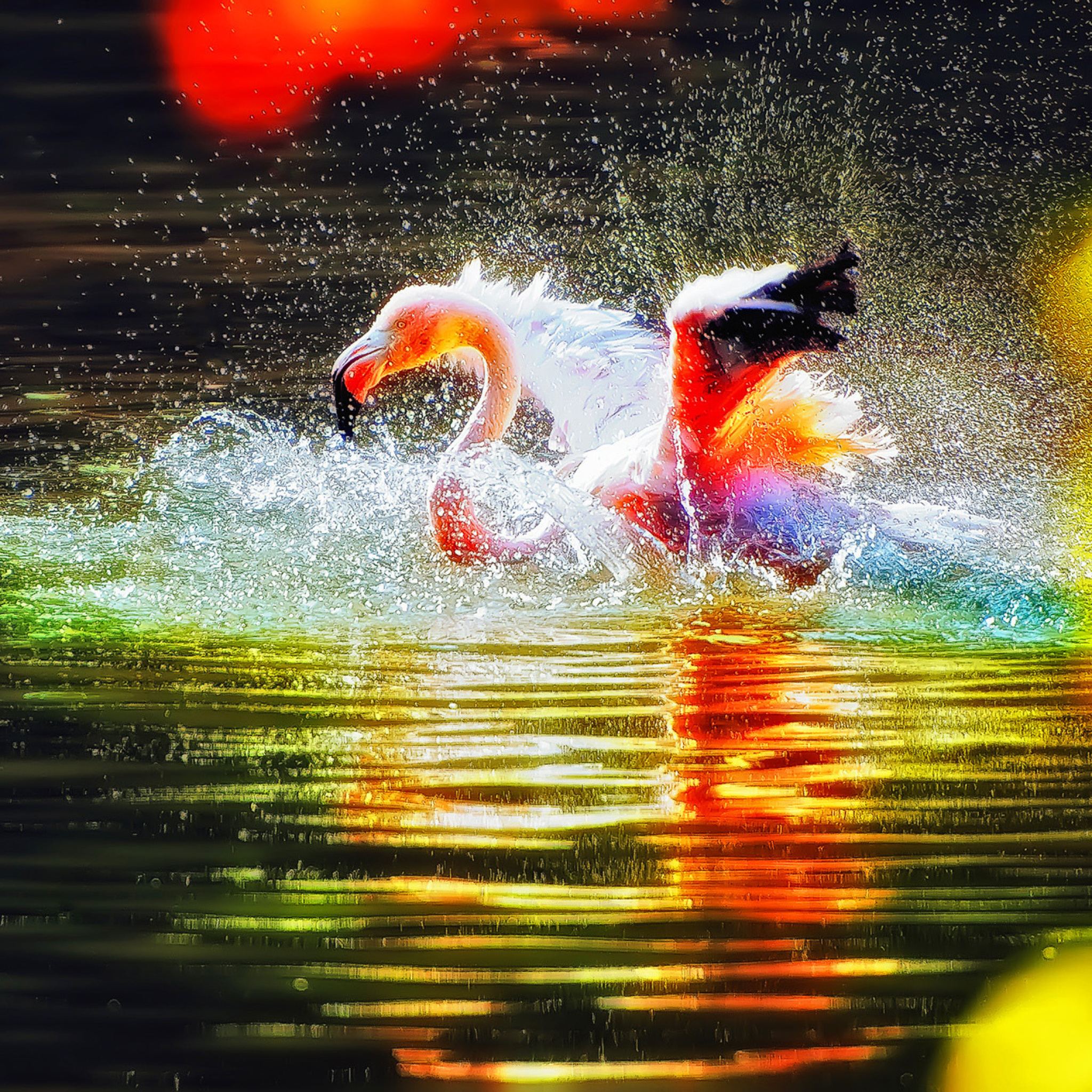 Sfondi Flamingo Splash 2048x2048