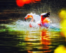 Sfondi Flamingo Splash 220x176