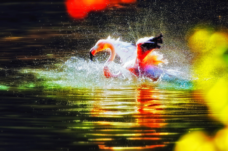 Fondo de pantalla Flamingo Splash