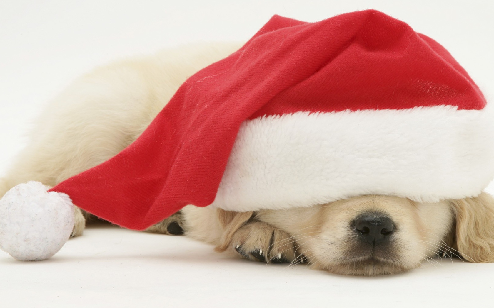 Обои Santa Claus Puppy 1680x1050