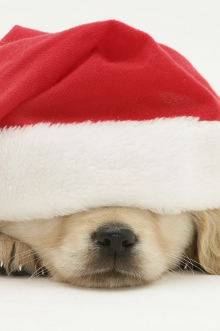 Santa Claus Puppy screenshot #1 320x480