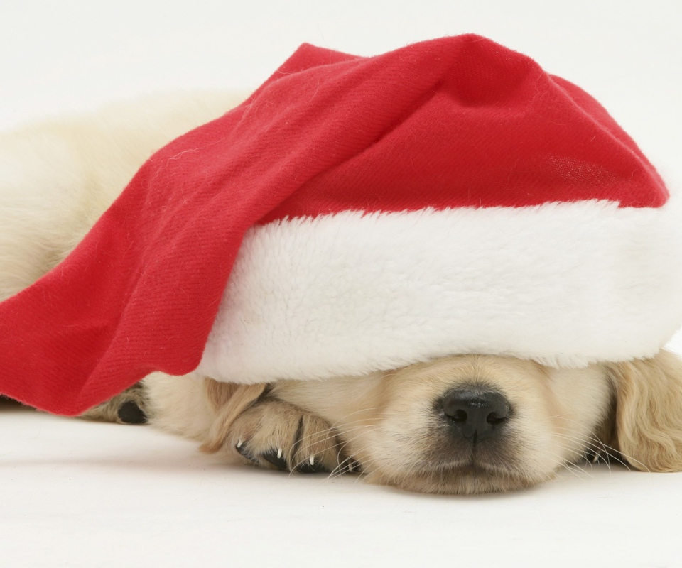 Обои Santa Claus Puppy 960x800