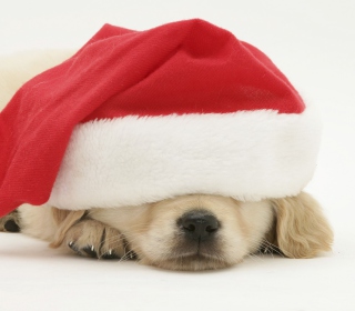 Santa Claus Puppy sfondi gratuiti per 128x128