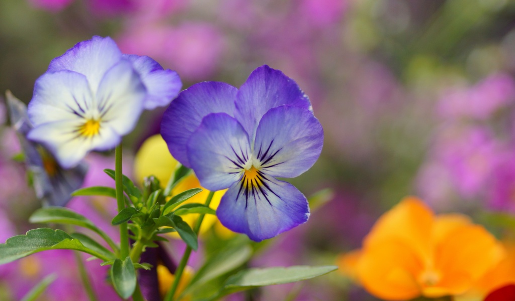Das Wild Flowers Viola tricolor or Pansies Wallpaper 1024x600
