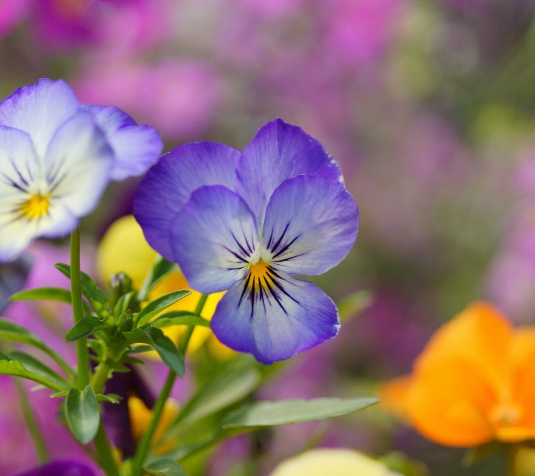 Обои Wild Flowers Viola tricolor or Pansies 1080x960