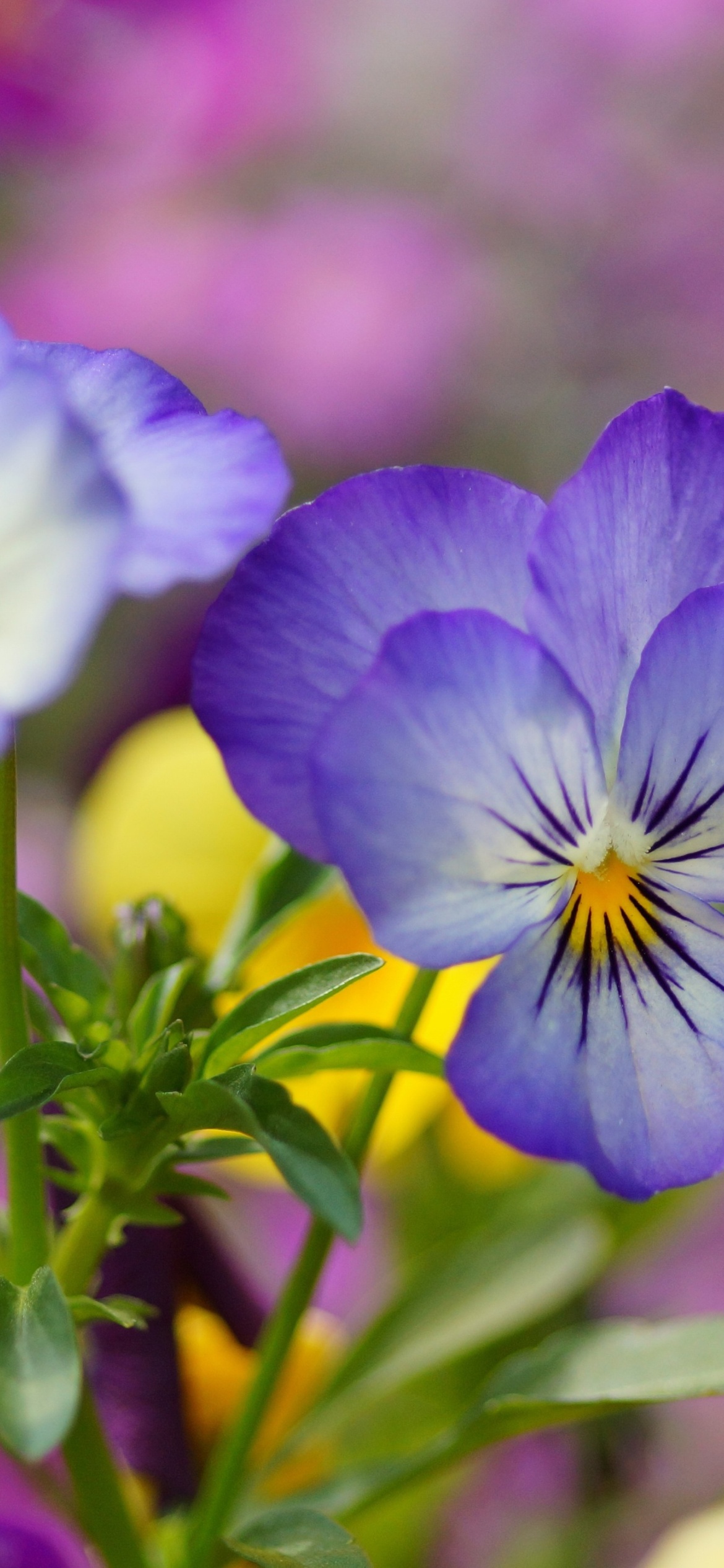 Sfondi Wild Flowers Viola tricolor or Pansies 1170x2532