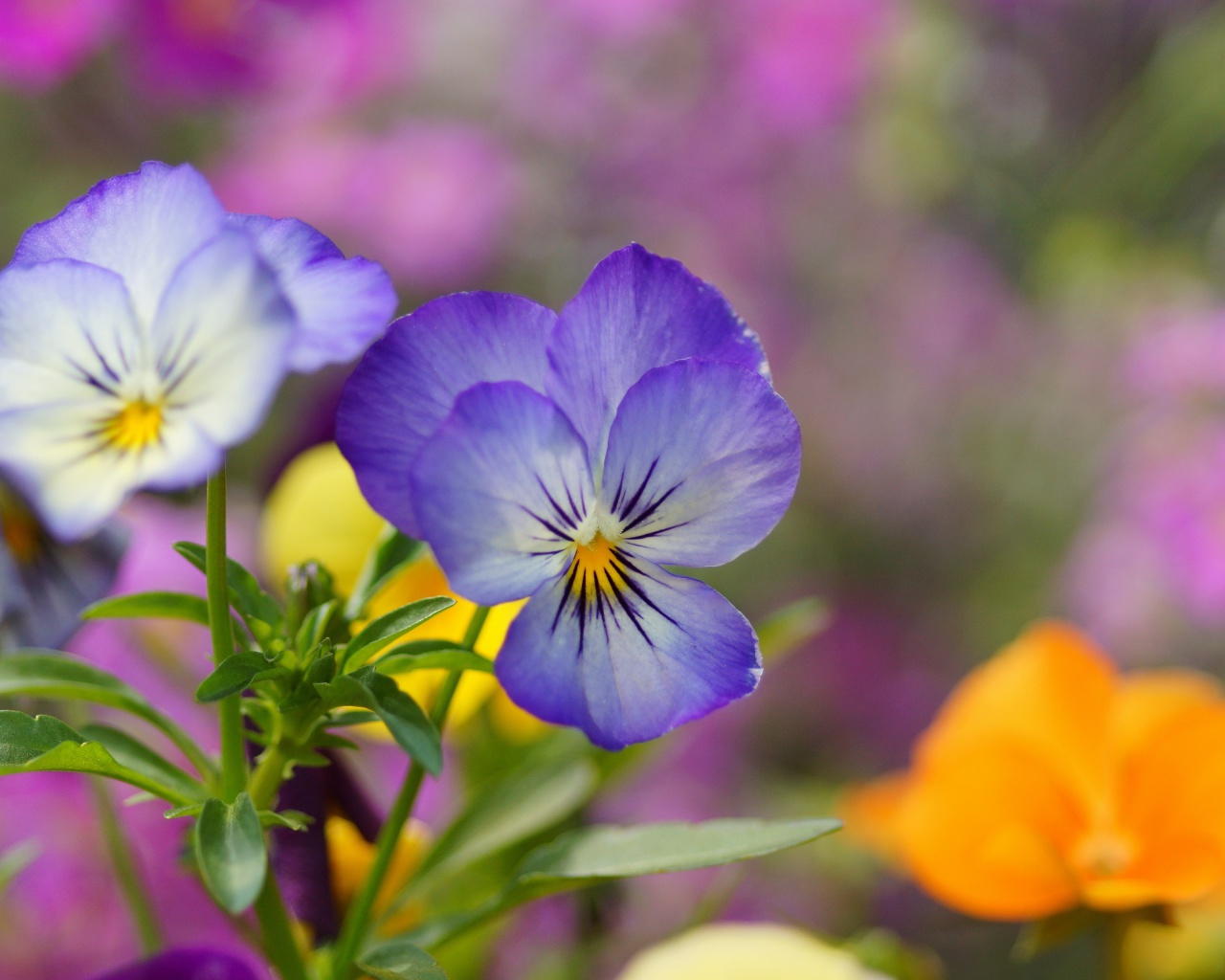 Wild Flowers Viola tricolor or Pansies screenshot #1 1280x1024