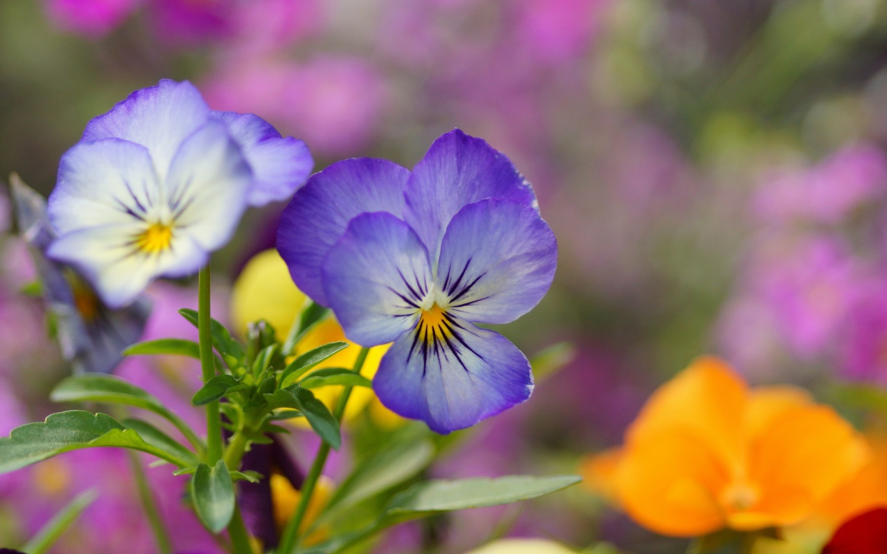 Обои Wild Flowers Viola tricolor or Pansies 1280x800