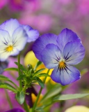Das Wild Flowers Viola tricolor or Pansies Wallpaper 128x160