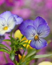 Sfondi Wild Flowers Viola tricolor or Pansies 176x220