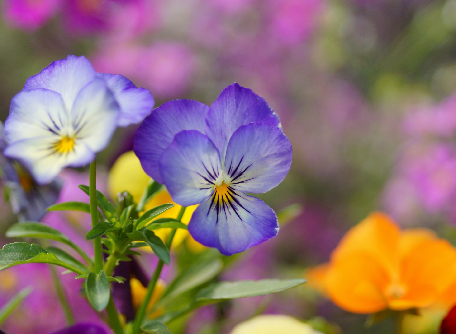 Обои Wild Flowers Viola tricolor or Pansies 1920x1408