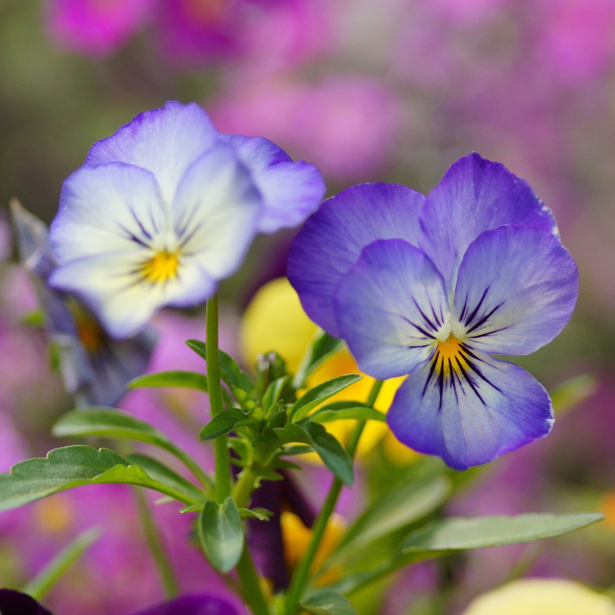 Das Wild Flowers Viola tricolor or Pansies Wallpaper 2048x2048