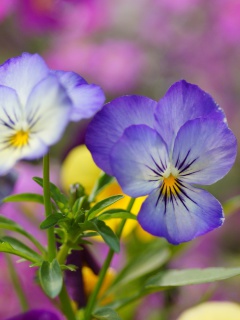 Fondo de pantalla Wild Flowers Viola tricolor or Pansies 240x320
