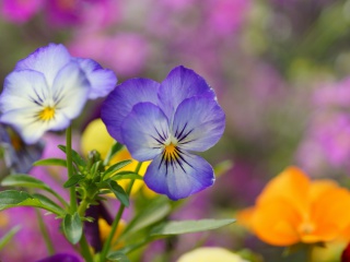 Das Wild Flowers Viola tricolor or Pansies Wallpaper 320x240