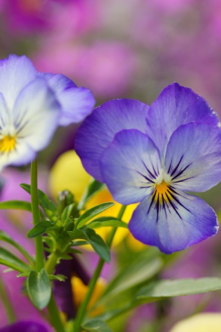 Das Wild Flowers Viola tricolor or Pansies Wallpaper 320x480