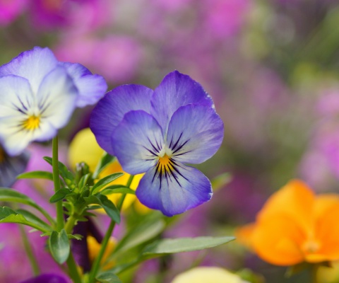 Das Wild Flowers Viola tricolor or Pansies Wallpaper 480x400