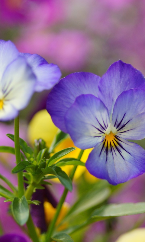Das Wild Flowers Viola tricolor or Pansies Wallpaper 480x800