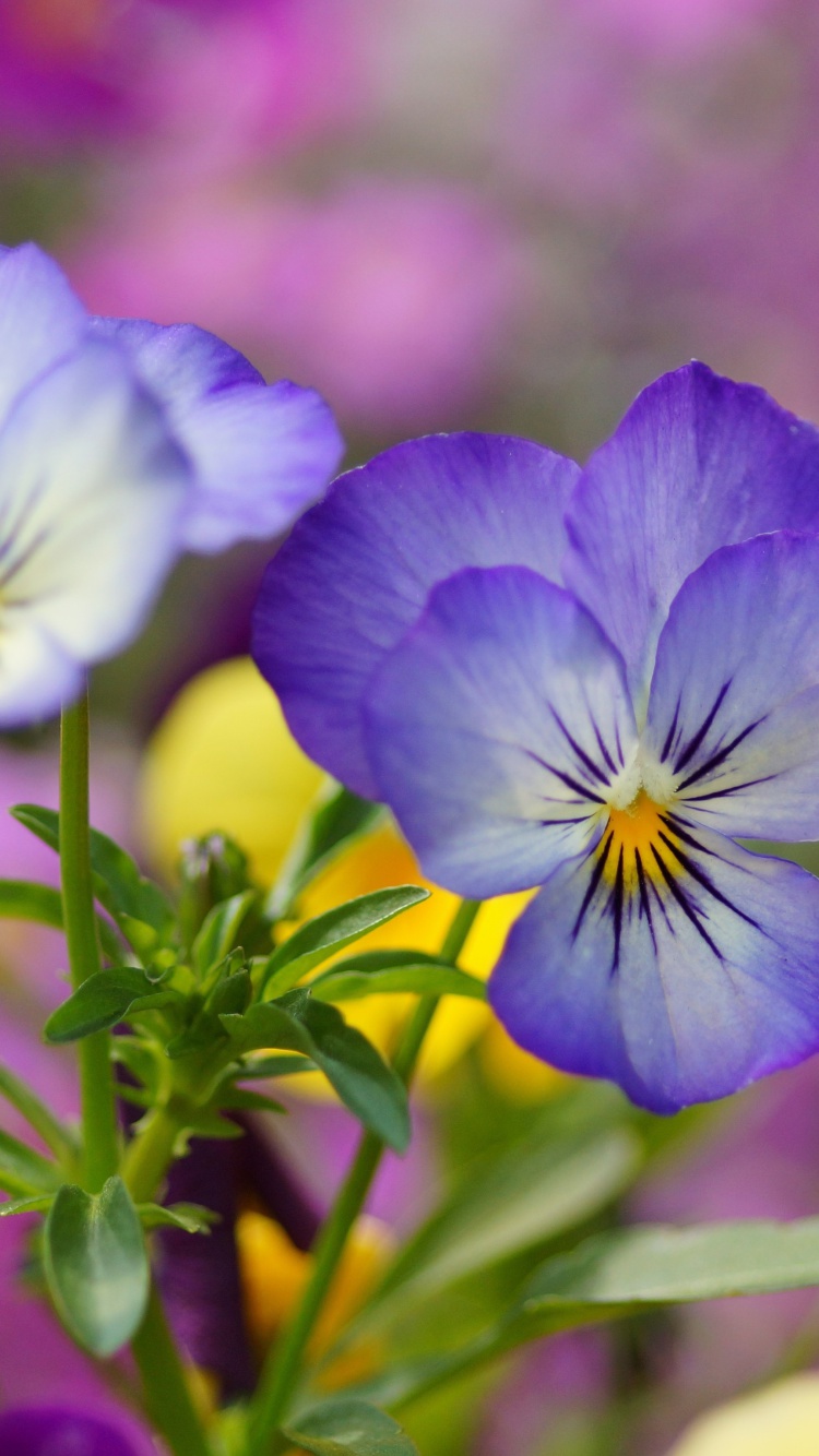 Sfondi Wild Flowers Viola tricolor or Pansies 750x1334