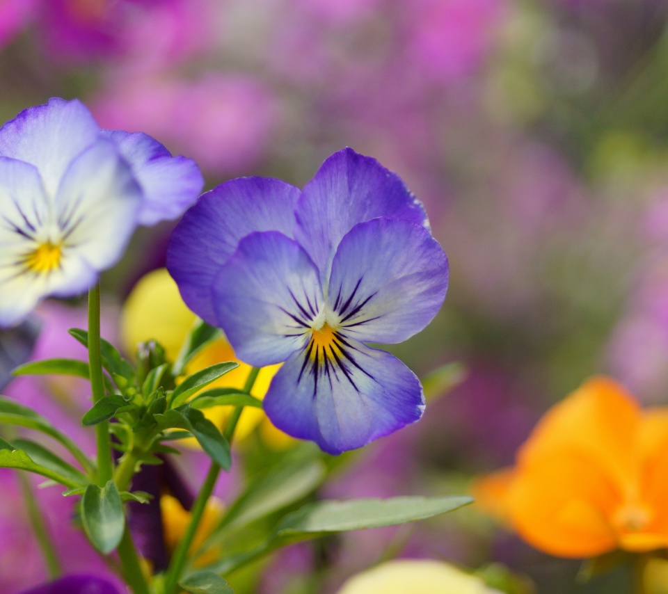 Sfondi Wild Flowers Viola tricolor or Pansies 960x854