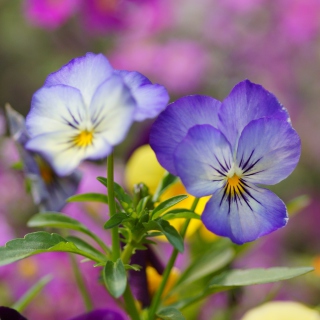 Kostenloses Wild Flowers Viola tricolor or Pansies Wallpaper für 128x128