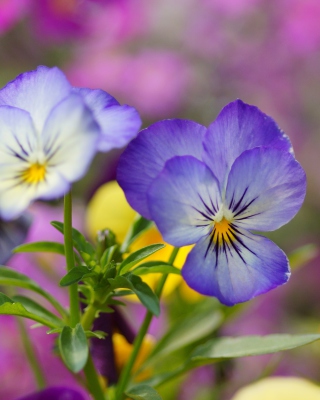 Kostenloses Wild Flowers Viola tricolor or Pansies Wallpaper für 240x320