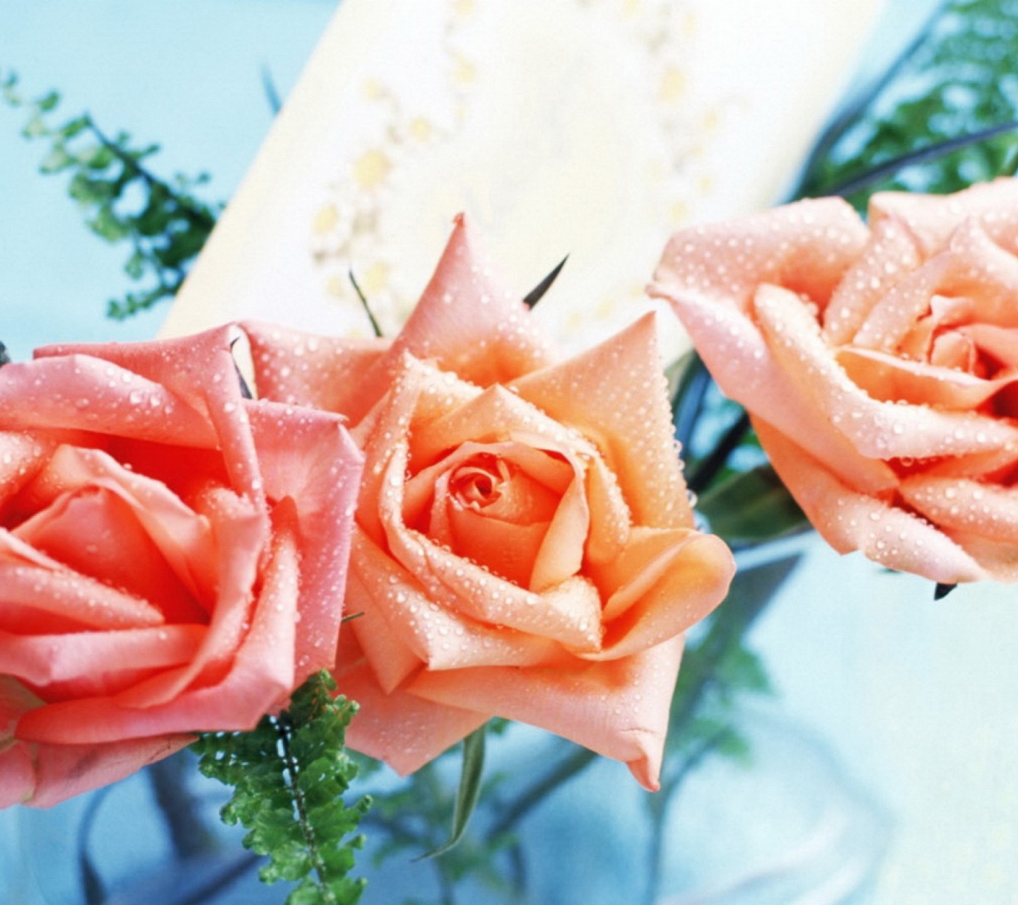 Orange Roses Tenderness wallpaper 1440x1280