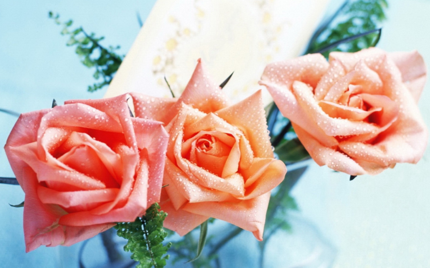 Обои Orange Roses Tenderness 1440x900